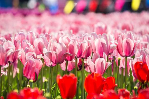 2021泰州秋雪湖郁金香花展时间及活动详情 2021泰州秋雪湖郁金香花展时间及活动详情