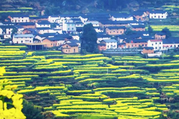 2021千岛湖赏花地图 千岛湖赏花地点推荐