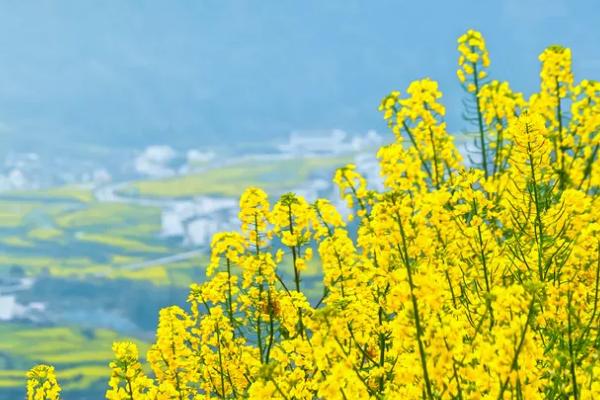 徽州哪些地方好玩 徽州春季适合去哪里