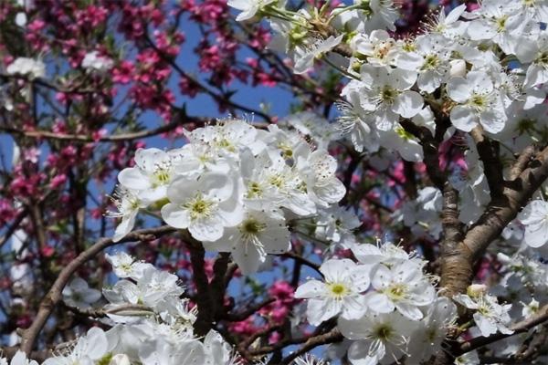 昆明万溪冲梨花什么时候开 2021昆明万溪冲梨花节攻略