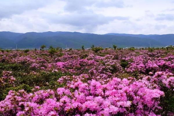 香格里拉杜鹃花什么时候开 2021香格里拉哪里有杜鹃花看