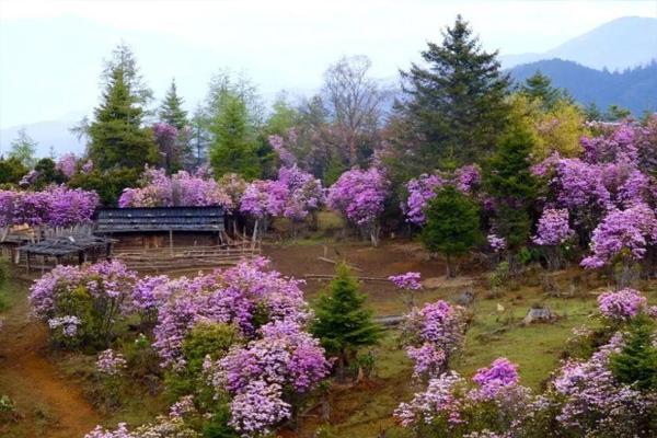 香格里拉杜鹃花什么时候开 2021香格里拉哪里有杜鹃花看