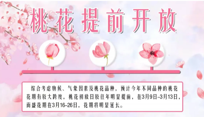 无锡樱花开放时间2021-桃花及郁金香花期汇总 无锡樱花开放时间2021-桃花及郁金香花期汇总