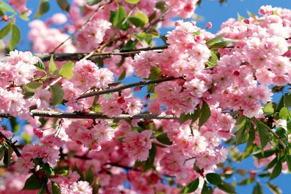 2021青岛赏樱花的地方 青岛樱花赏花指南