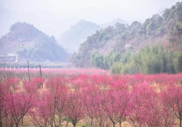 天子地樱花岭游玩攻略 桐庐天子地樱花岭最佳观赏时间 天子地樱花岭游玩攻略 桐庐天子地樱花岭最佳观赏时间