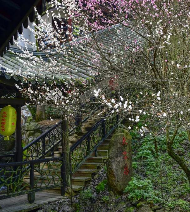 天子地樱花岭游玩攻略 桐庐天子地樱花岭最佳观赏时间 天子地樱花岭游玩攻略 桐庐天子地樱花岭最佳观赏时间