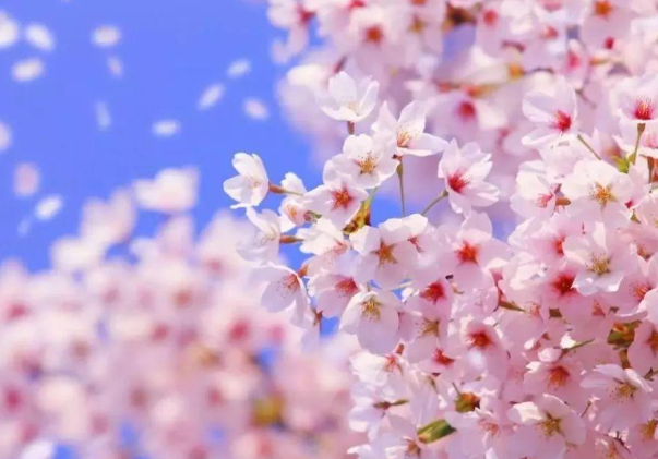 2021年成都樱花什么时候开 成都樱花在哪里看