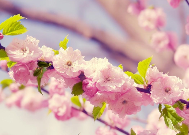2021年成都樱花什么时候开 成都樱花在哪里看