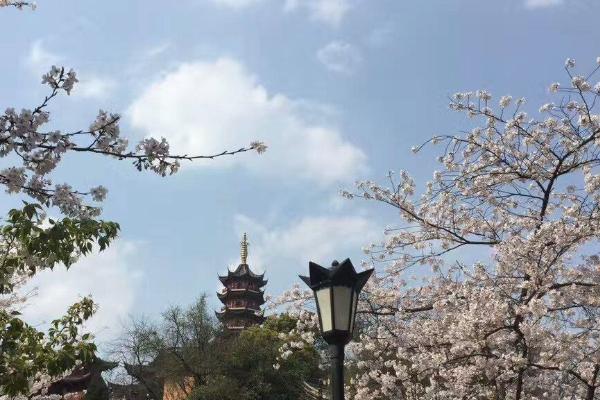 南京鸡鸣寺樱花开放时间2021 鸡鸣寺樱花最佳观赏时间