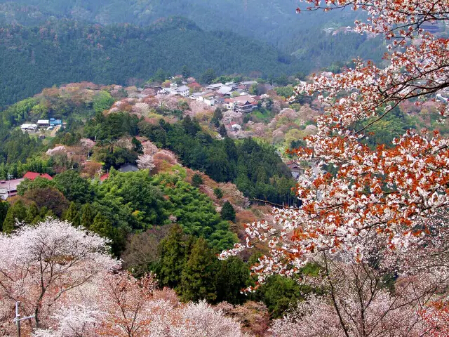 日本吉野山