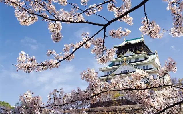 大阪樱花