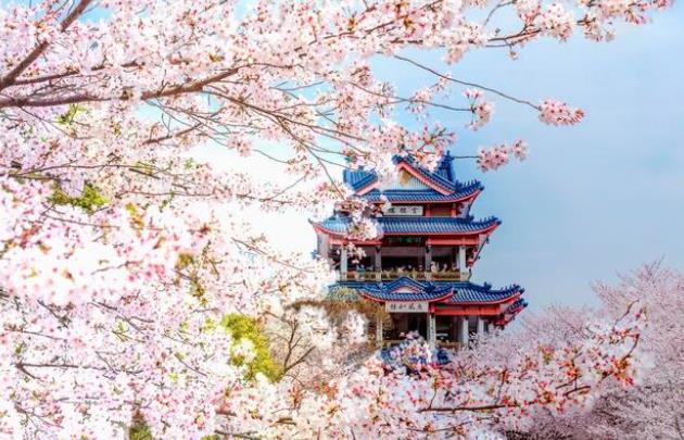无锡樱花开放时间几月份开花 无锡樱花什么时候开