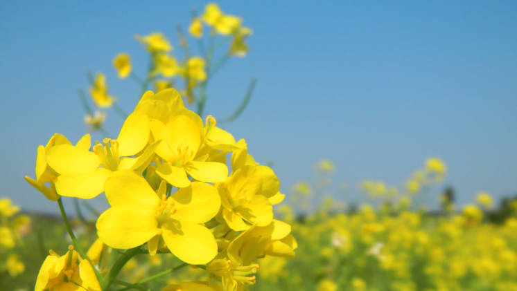 2022油菜花什么季节开?每年3-4月份（全国油菜花花期）