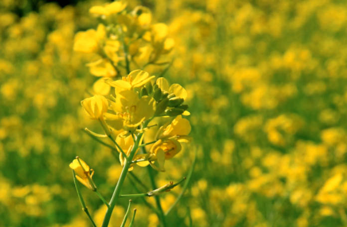 2022油菜花什么季节开?每年3-4月份（全国油菜花花期）