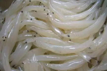 太湖三白是哪三白？分别指什么，白鱼、白虾、银鱼（苏州最有名的食材）