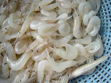 太湖三白是哪三白？分别指什么，白鱼、白虾、银鱼（苏州最有名的食材）