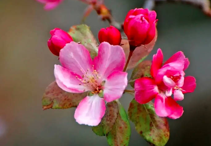 红瘦指的是哪种花，海棠花(出自李清照的《如梦令》)
