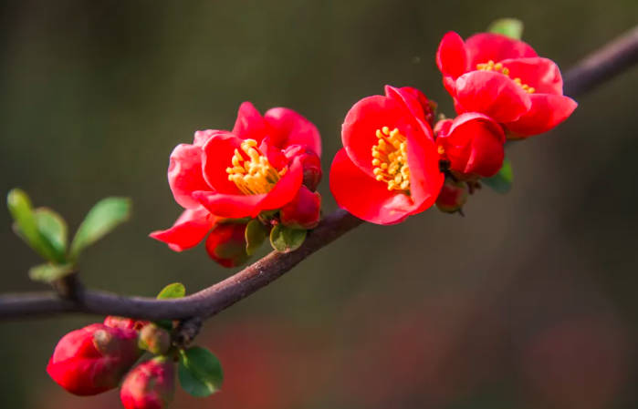 红瘦指的是哪种花，海棠花(出自李清照的《如梦令》)