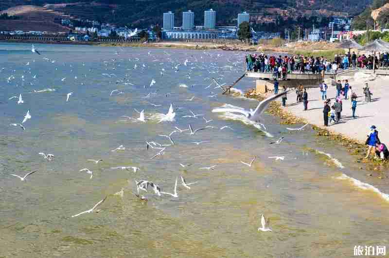 2020云南抚仙湖旅游攻略 2020云南抚仙湖旅游攻略