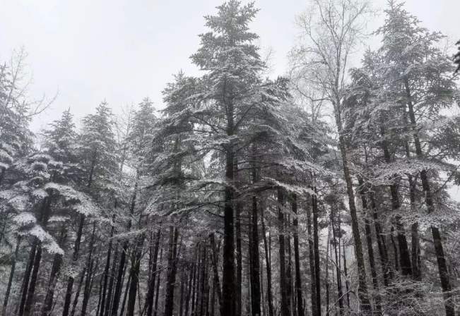 冬天四川适合去哪里旅游 2020四川下雪的地方景点