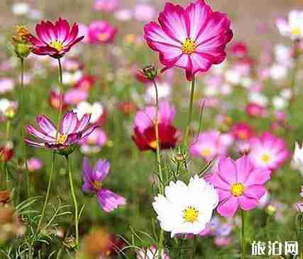 2018湖南郴州格桑花在哪里 2018湖南郴州格桑花在哪里