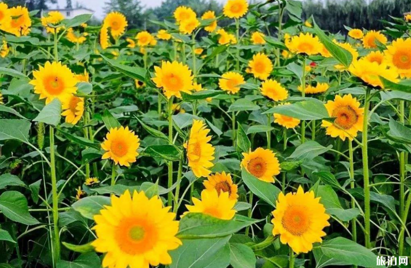 2019成都夏天赏花的地方+门票+交通