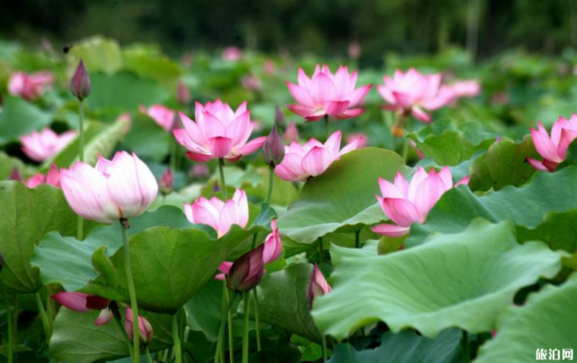2019成都夏天赏花的地方+门票+交通