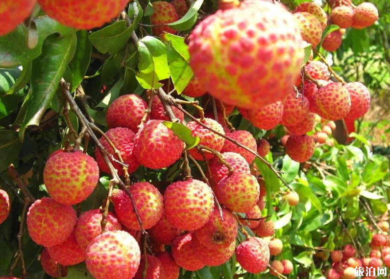 广州夏天去哪摘水果 2019广州哪里有水果摘+价格+交通 广州夏天去哪摘水果 广州哪里有水果摘+价格+交通