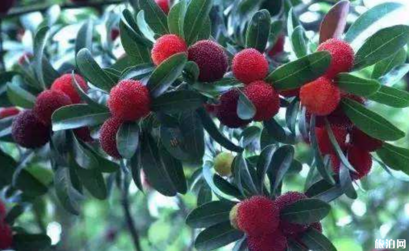 广州夏天去哪摘水果 2019广州哪里有水果摘+价格+交通 广州夏天去哪摘水果 广州哪里有水果摘+价格+交通