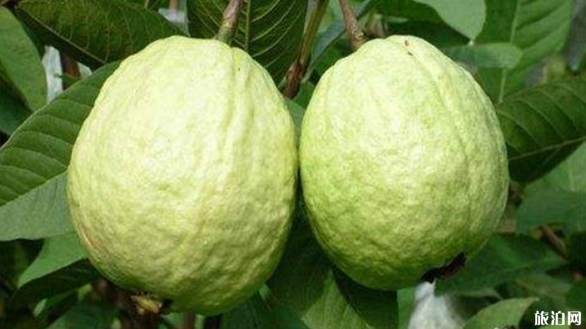 广州夏天去哪摘水果 2019广州哪里有水果摘+价格+交通 广州夏天去哪摘水果,广州哪里有水果摘+价格+交通