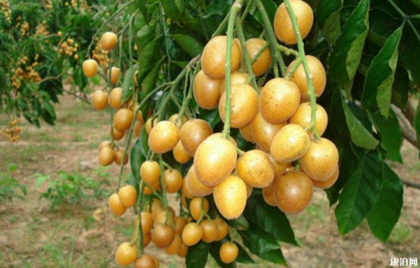 广州夏天去哪摘水果 2019广州哪里有水果摘+价格+交通 广州夏天去哪摘水果 广州哪里有水果摘+价格+交通