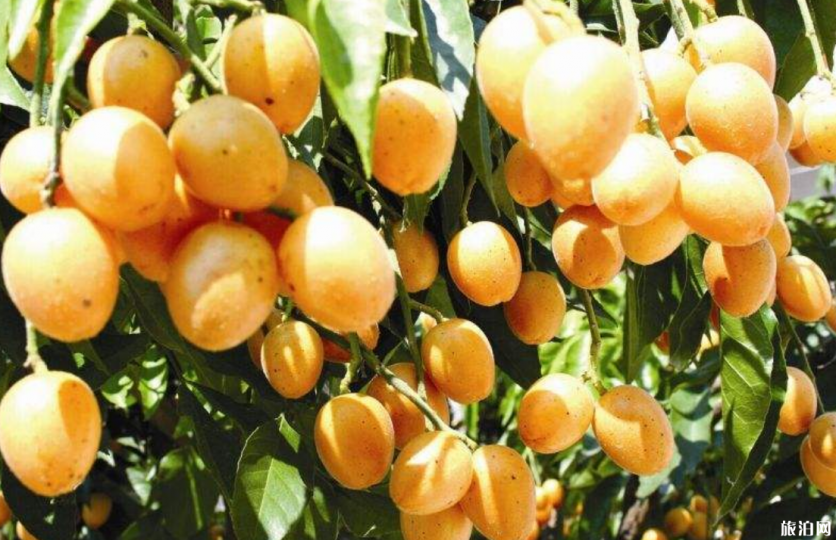 广州夏天去哪摘水果 2019广州哪里有水果摘+价格+交通 广州夏天去哪摘水果 广州哪里有水果摘+价格+交通