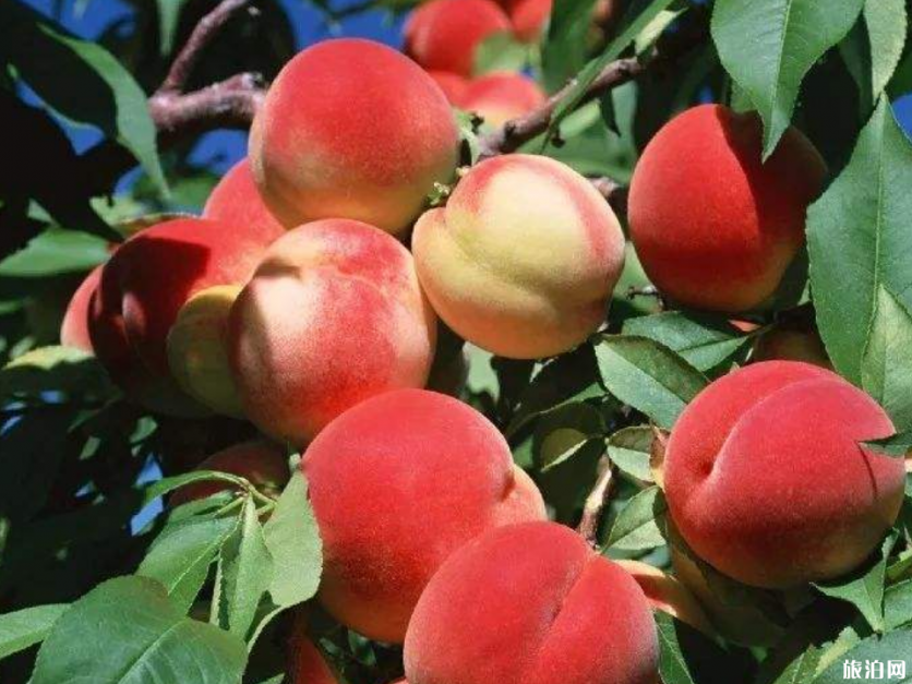 广州夏天去哪摘水果 2019广州哪里有水果摘+价格+交通 广州夏天去哪摘水果 广州哪里有水果摘+价格+交通