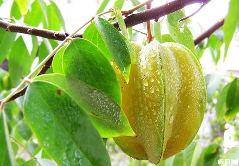 广州夏天去哪摘水果 2019广州哪里有水果摘+价格+交通 广州夏天去哪摘水果 广州哪里有水果摘+价格+交通