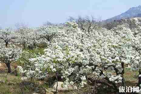 2019河南灵宝苹果小镇赏花指南