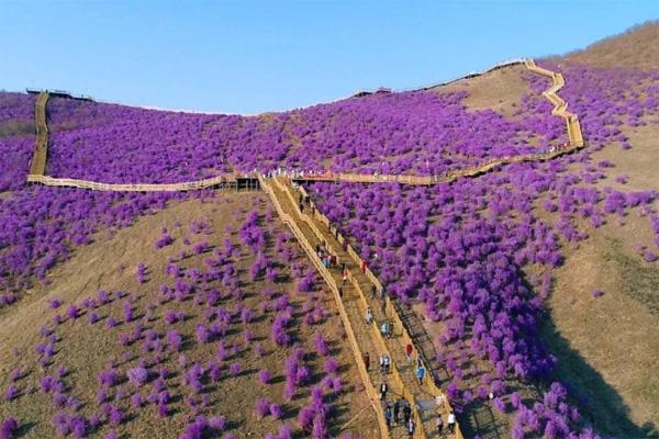 扎兰屯杜鹃花什么时候开 扎兰屯杜鹃花最佳观赏地点在哪