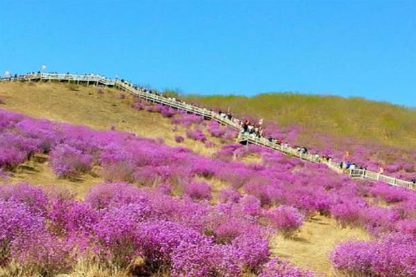 扎兰屯杜鹃花什么时候开 扎兰屯杜鹃花最佳观赏地点在哪