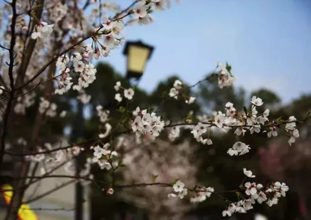 合肥春季赏花地图 合肥赏花的景点介绍-路线推荐