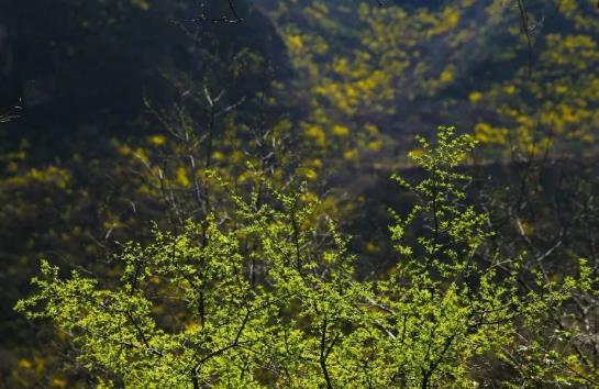 2021焦作云台山门票多少钱 云台山现在门票价格是多少 焦作云台山门票多少钱 云台山现在门票价格是多少