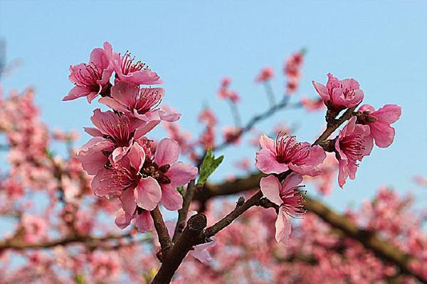贵阳永乐桃花开了吗 附交通指南及花期