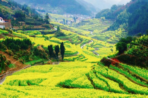 浙江油菜花最美的地方 浙江油菜花哪里最好看