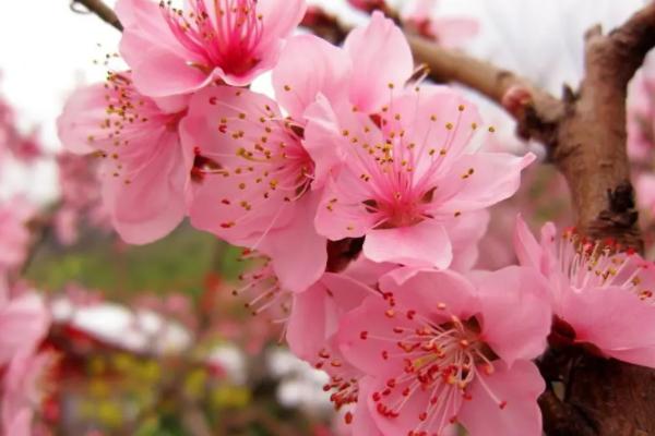 西安赏花去哪里 西安赏花好去处