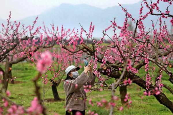 西安赏花去哪里 西安赏花好去处