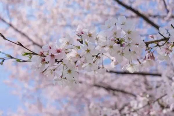 无锡樱花花期预报 无锡樱花什么时候开花