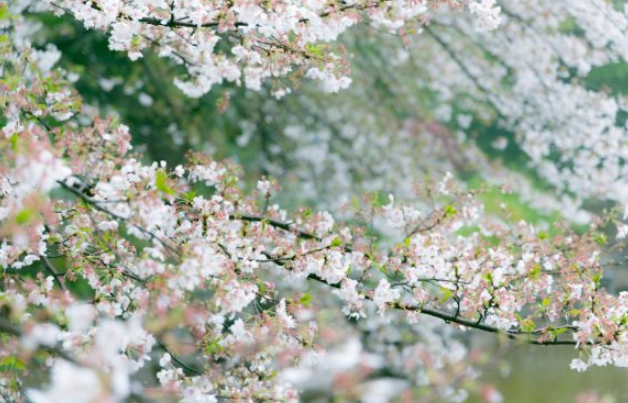 无锡樱花花期预报 无锡樱花什么时候开花