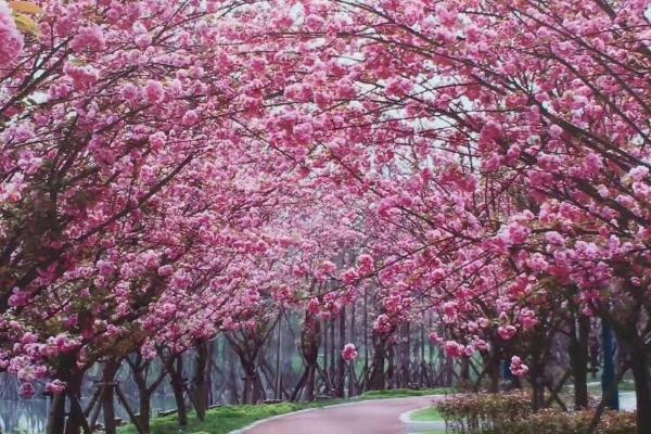 青白江凤凰湖樱花开了吗 成都凤凰湖樱花节什么时候开始