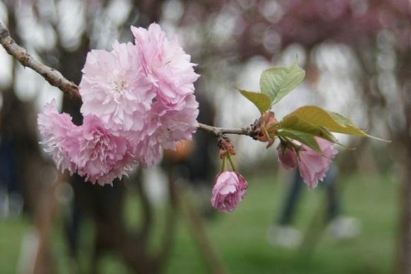 青白江凤凰湖樱花开了吗2021 成都凤凰湖樱花节什么时候开始