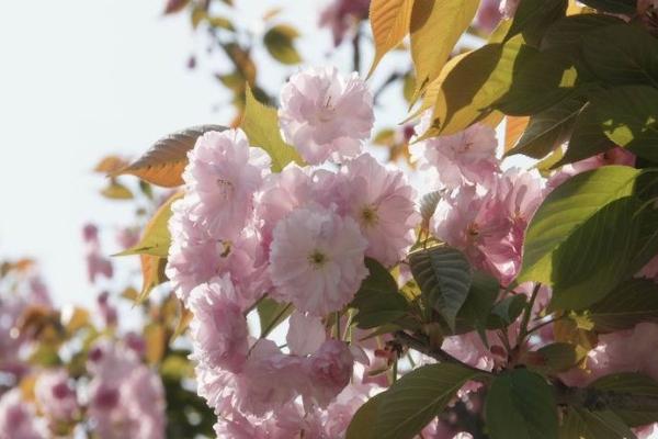 青白江凤凰湖樱花开了吗2021 成都凤凰湖樱花节什么时候开始