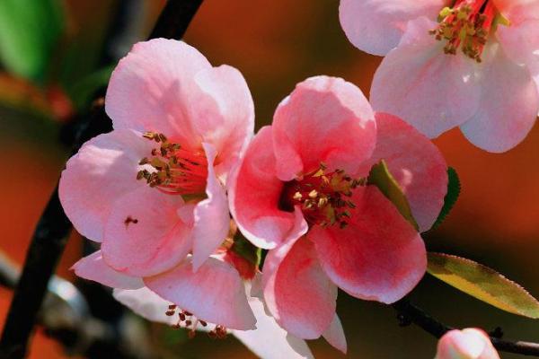 眉山春季赏花好去处 眉山春季赏花地点推荐