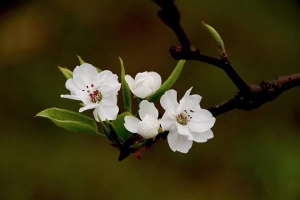 眉山春季赏花好去处 眉山春季赏花地点推荐
